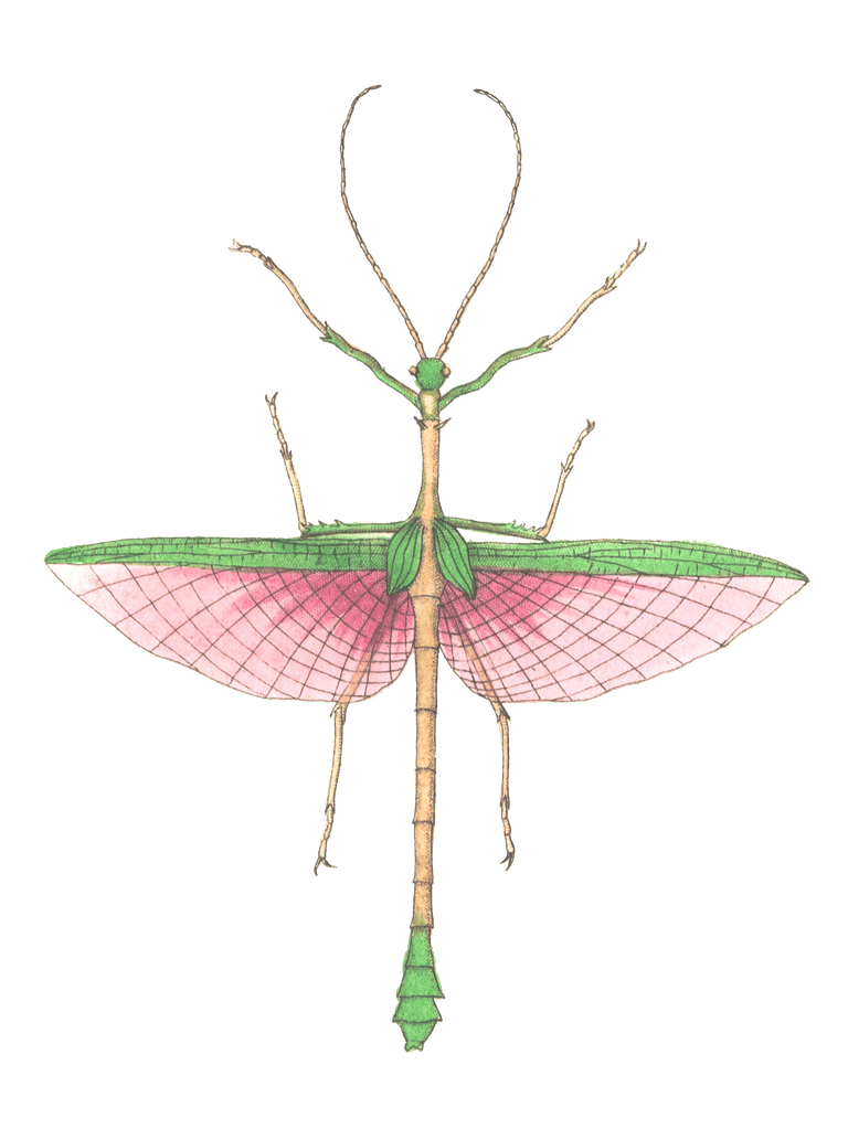 Two Spined Mantis Vintage Insect Illustration