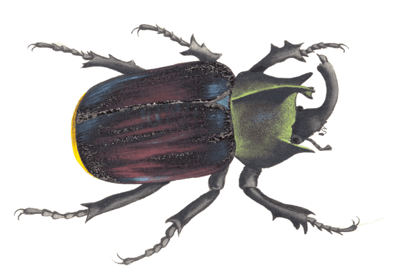 Typhon Beetle Vintage Insect Illustration