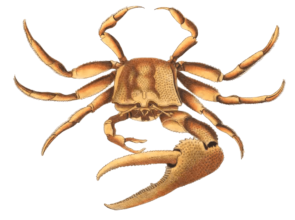 Uka-Crab-Vintage-Illustration