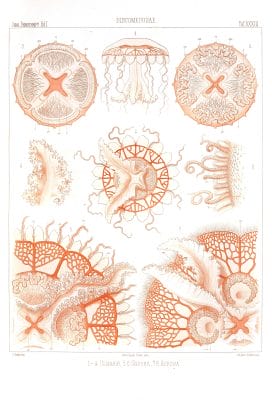 Ulmaris Undosa Aurosa Vintage Jellyfish Illustration