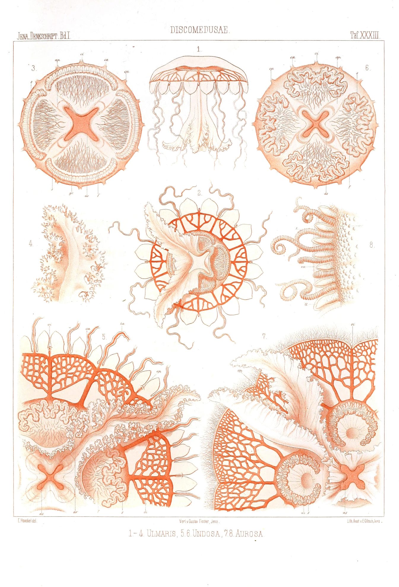 Ulmaris Undosa Aurosa Vintage Jellyfish Illustration