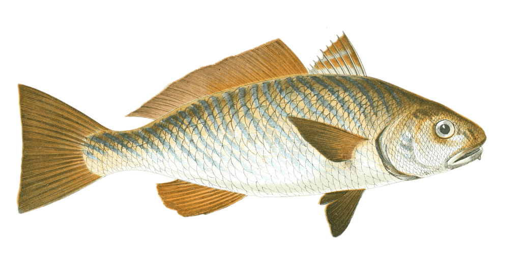 Unbrina Fish Vintage Illustration