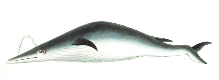 Under-Jawed-Mysticete-Whale-Vintage-Illustration