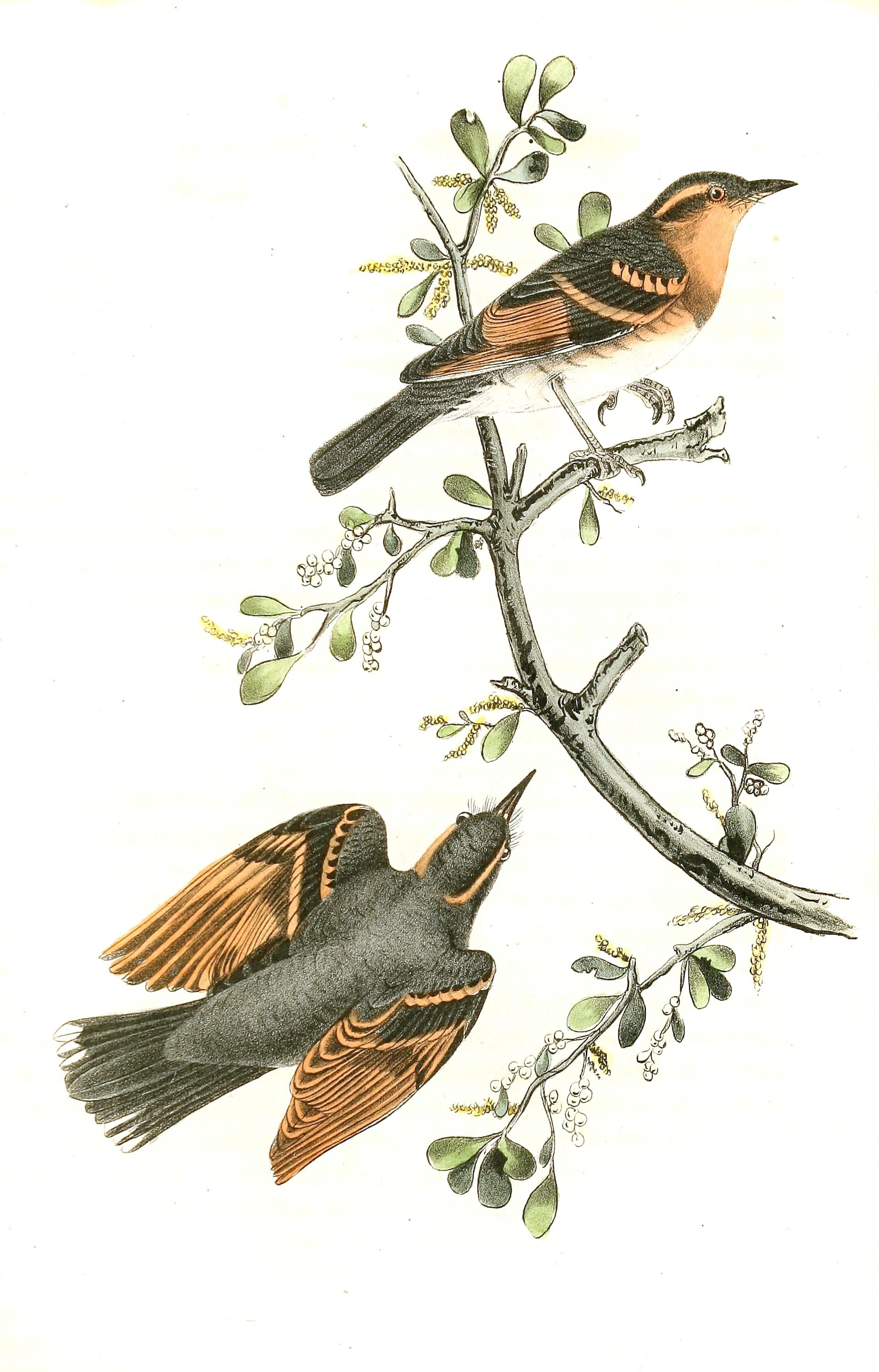 Varied Thrush Bird Vintage Illustrations