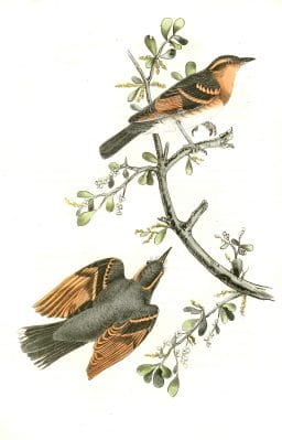 Varied Thrush Bird Vintage Illustrations