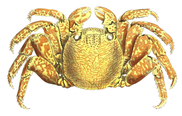 Variegated Crab Vintage Illustration
