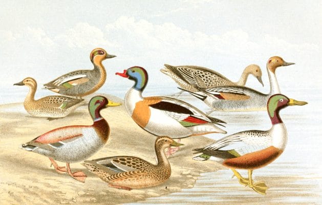 Variety of Ducks along the shore Vintage illustration