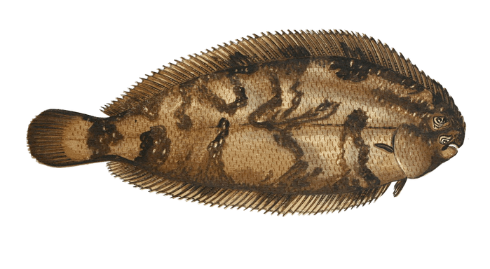 Varigated Sole Fish Vintage Illustration