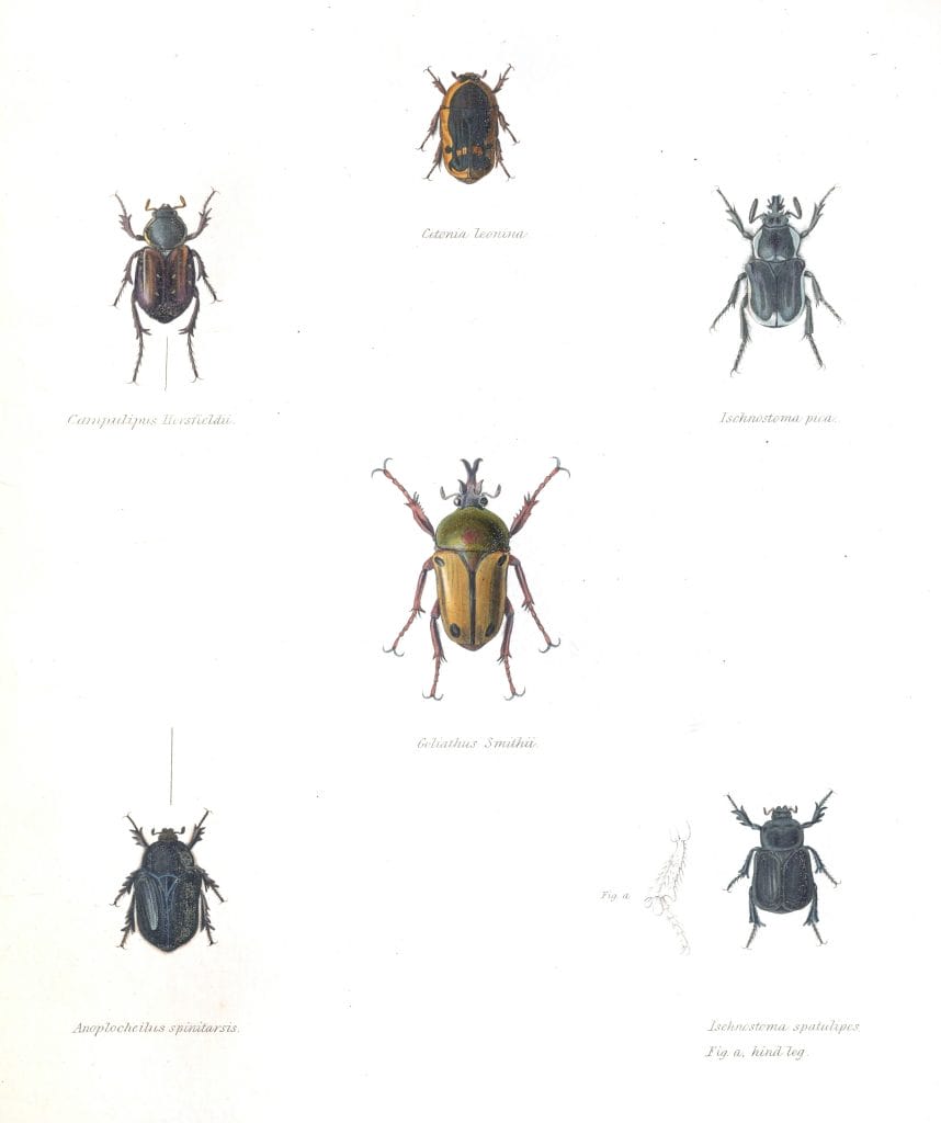 Various Beetles scientific Illustration