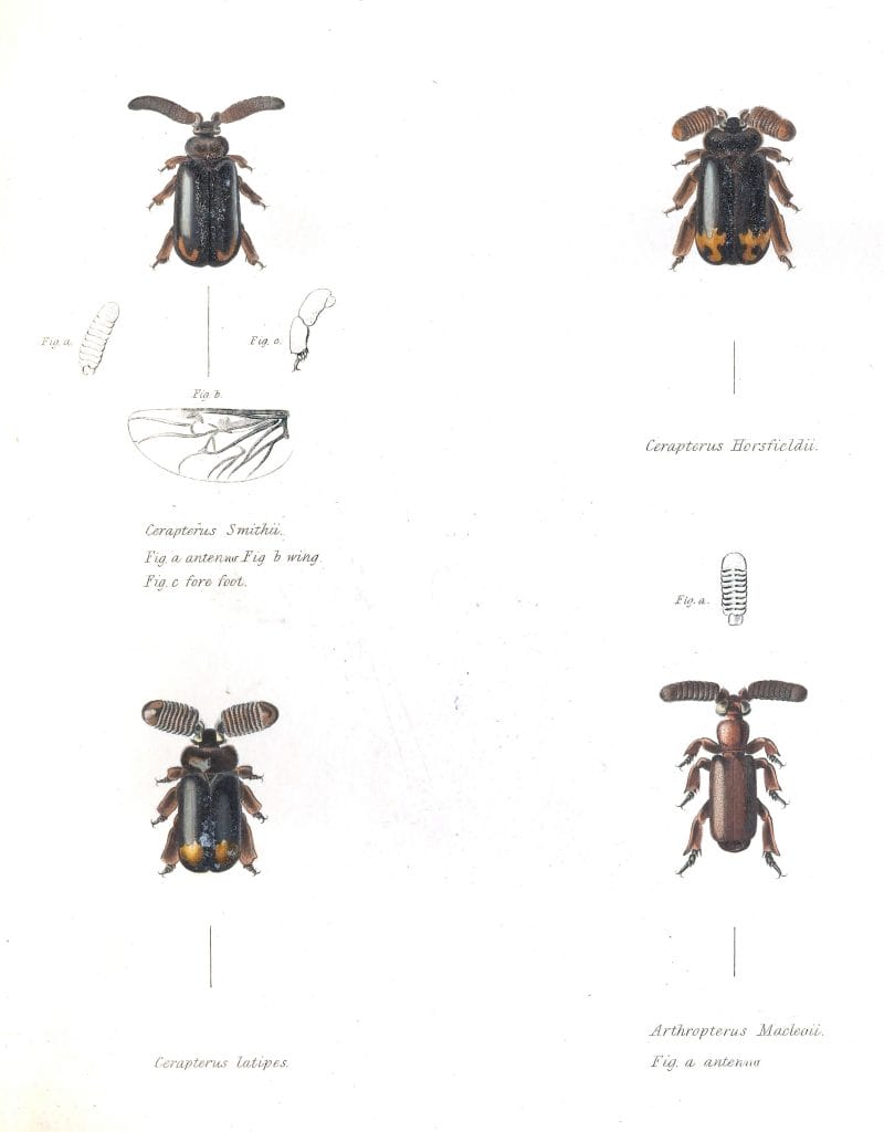Various Beetles