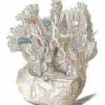 Various Coral 10 Vintage Illustration