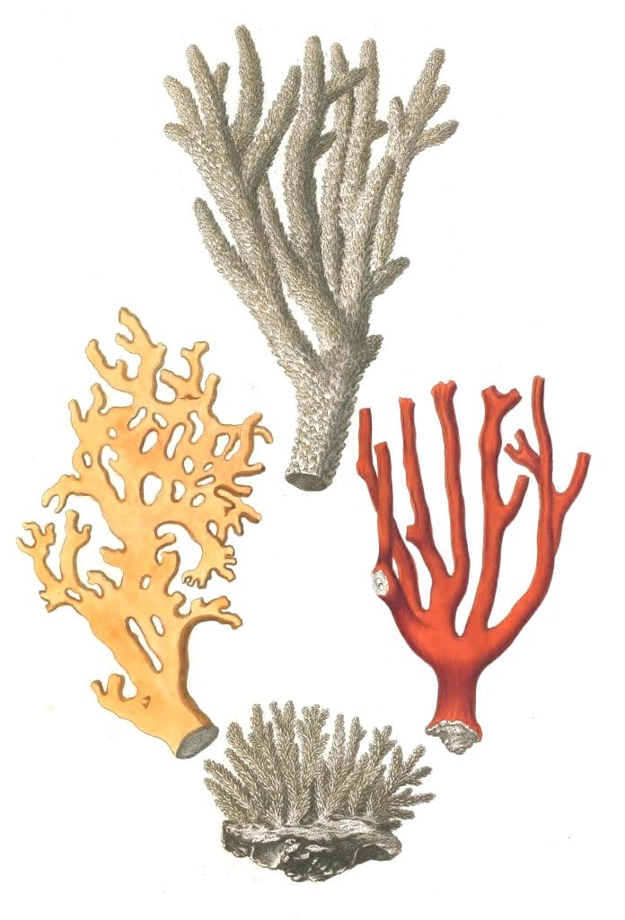 Various Coral 2 Vintage Illustration