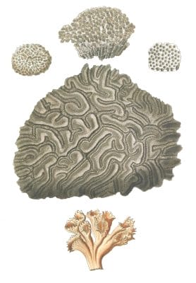 Various Coral 4 Vintage Illustration