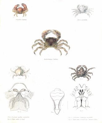 Various Crab Scientific Illustration
