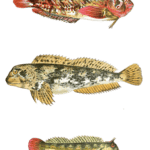 Various Fish Vintage Illustration