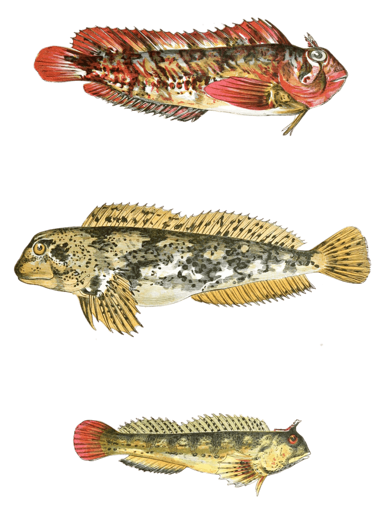 Various Fish Vintage Illustration