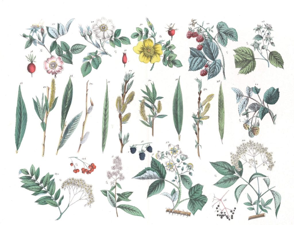 Various Flowers 10 Vintage Illustrations