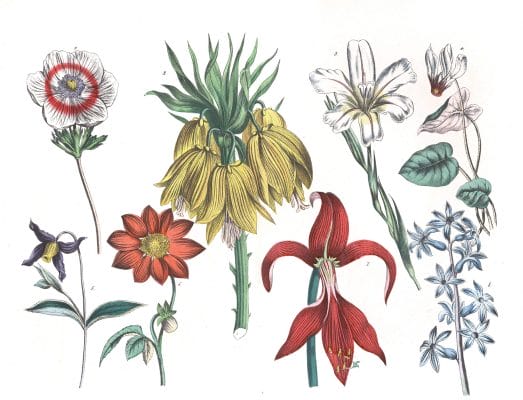 Various Flowers 13 Vintage Illustrations