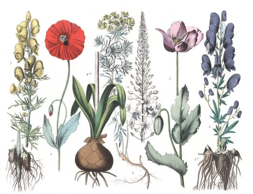 Various Flowers 16 Vintage Illustrations