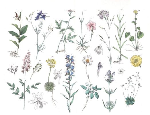 Various Flowers 18 Vintage Illustrations