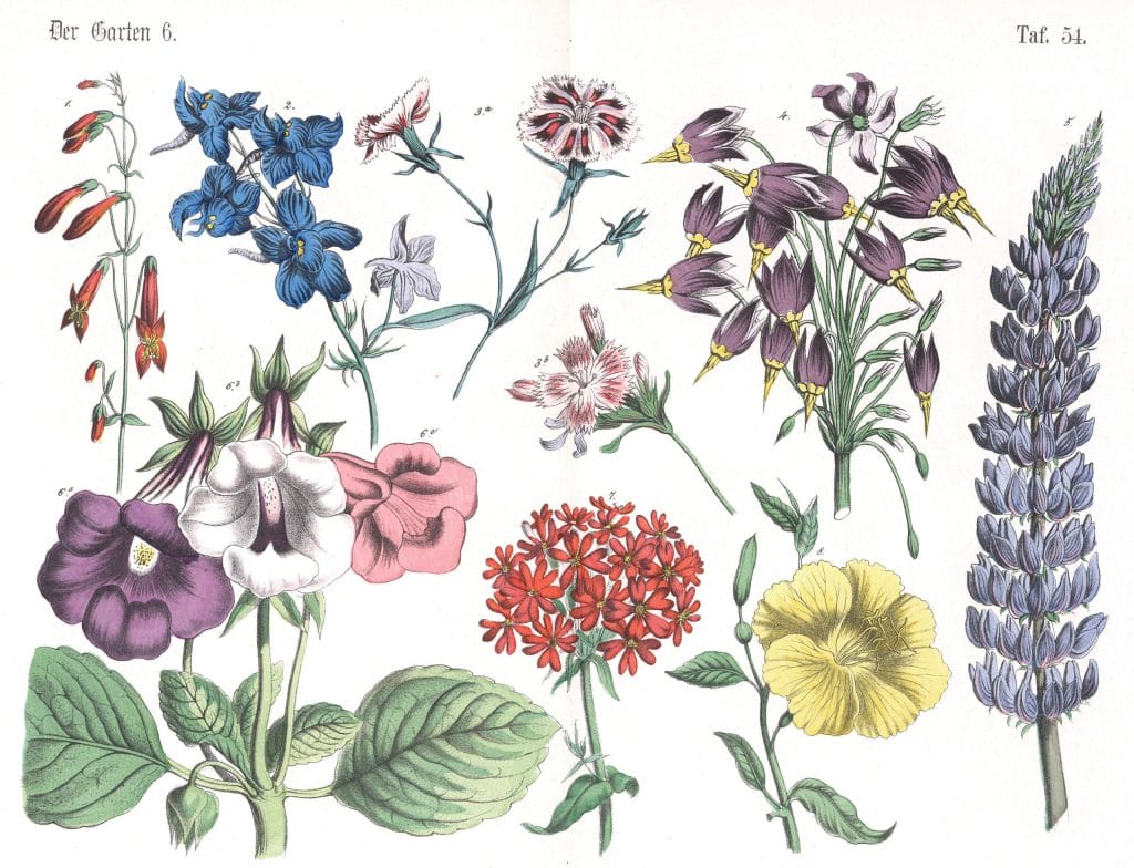 Various Flowers 5 Vintage Illustrations