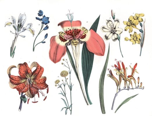 Various Flowers 8 Vintage Illustrations