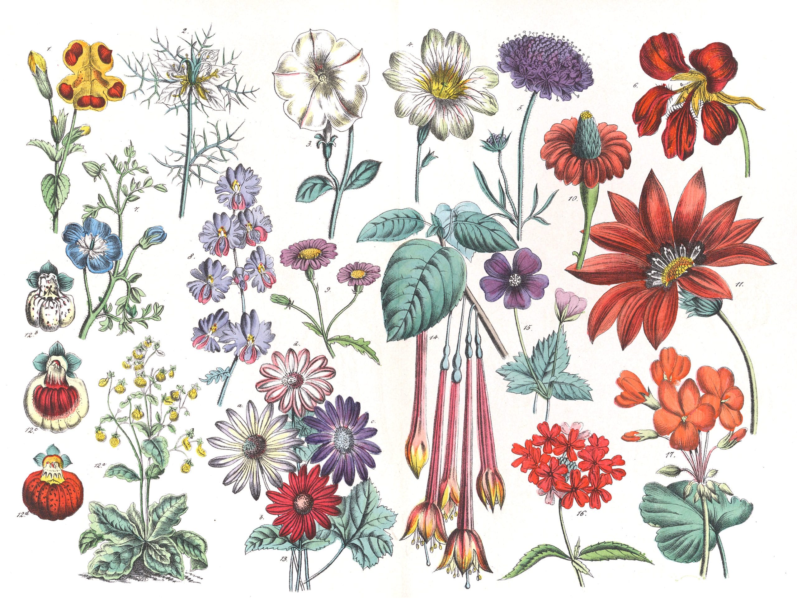 Various Flowers Vintage Illustrations - Free Vintage Illustrations