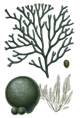 Various Green Seaweed illustration 3