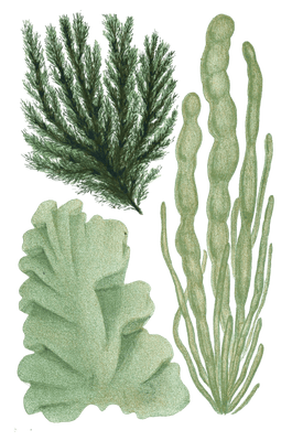 Various Green Seaweed illustration 4