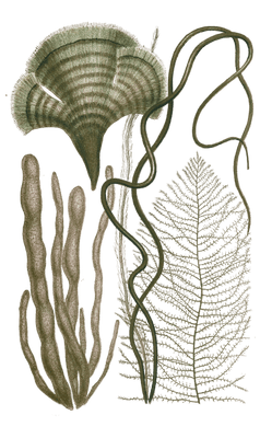 Various Green Seaweed illustration 5