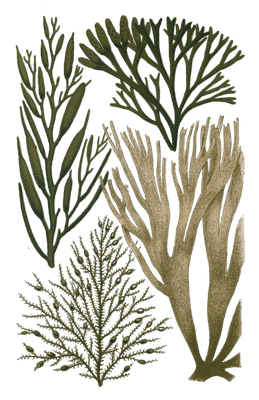 Various Green Seaweed illustration