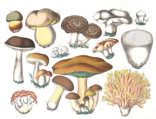 Various Mushroom Vintage Illustrations