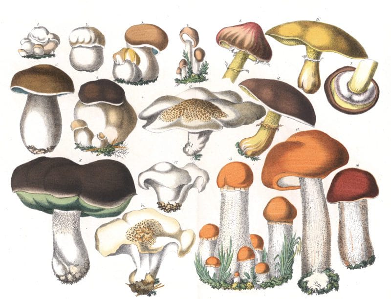 Various Mushrooms Vintage Illustrations - Free Vintage Illustrations