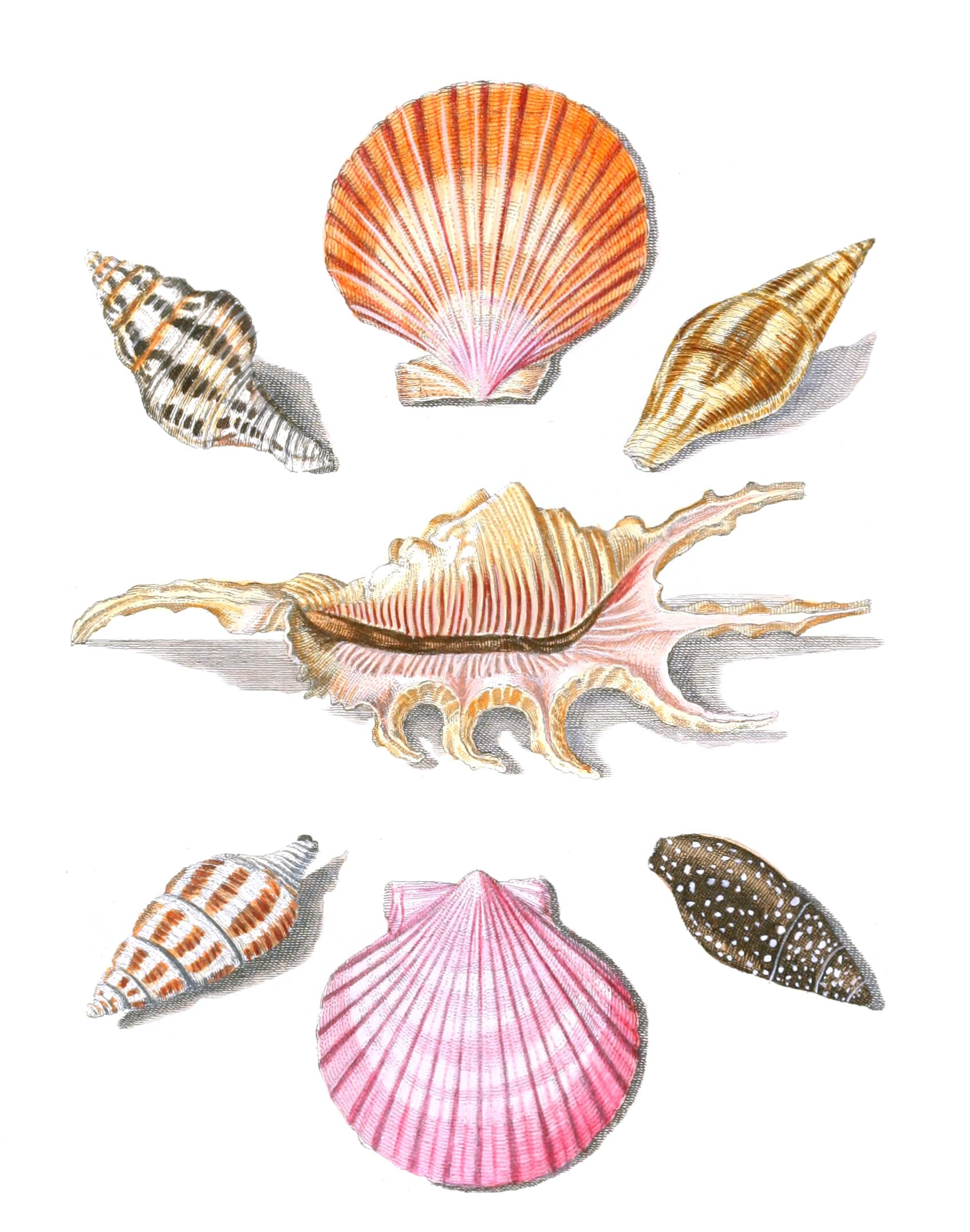 Antique Scientific Illustrations of Shells - Free Vintage