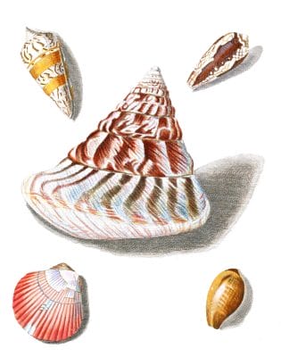 Various Shell 2 Vintage Shell Illustration