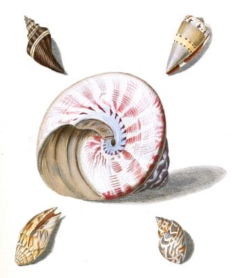 Various Shell 3 Vintage Shell Illustration