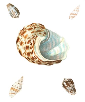 Various Shell 4 Vintage Shell Illustration