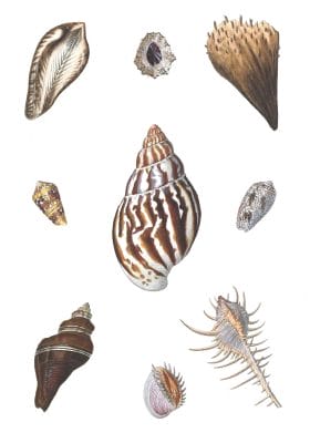 Various Shells 2 Vintage Illustration