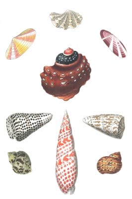Various Shells 4 Vintage Illustration