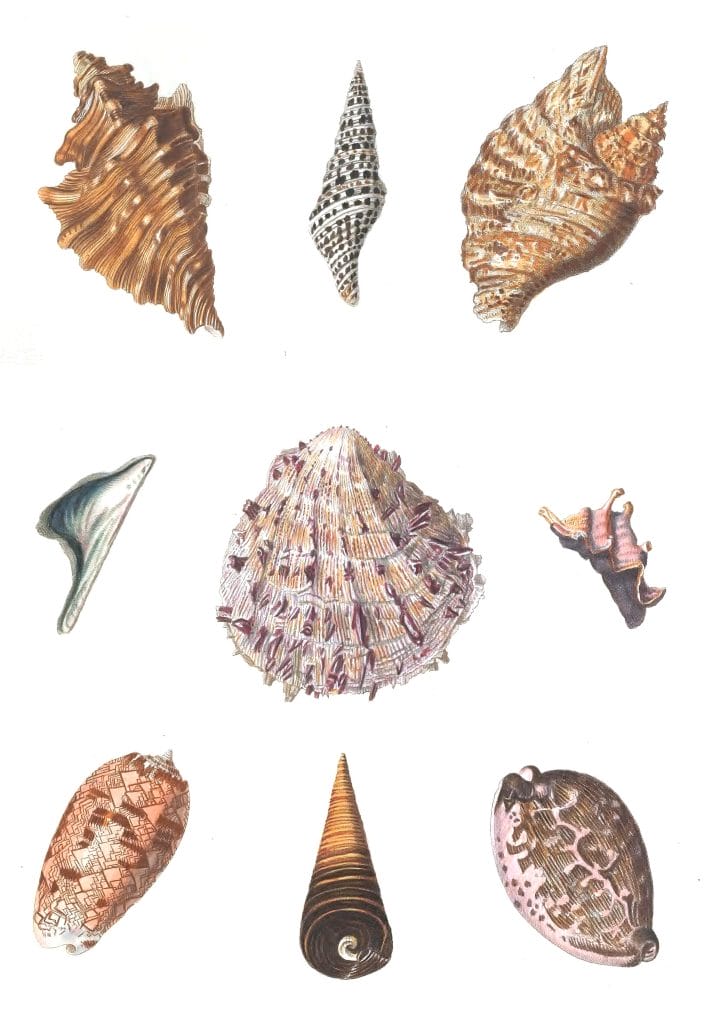 Various Shells 5 Vintage Illustration