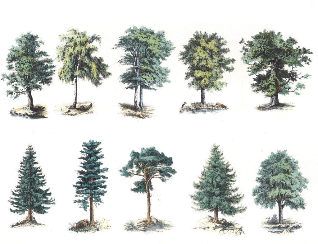 Various Trees Vintage Illustrations