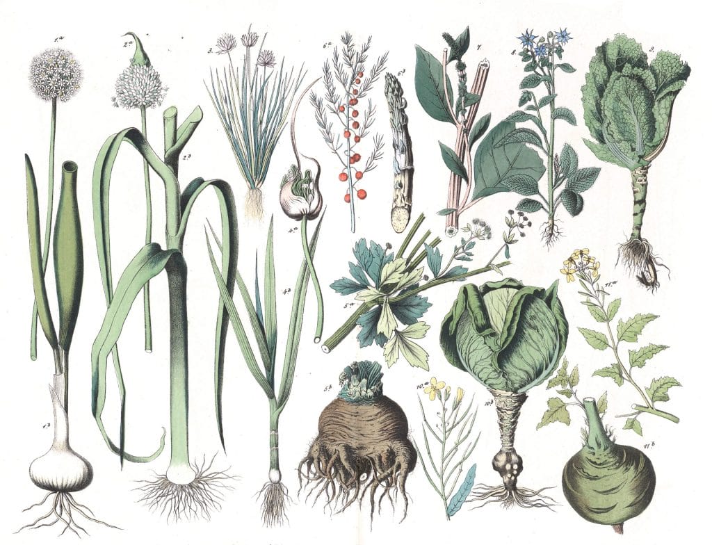 Various Vegtables and flowers 2 Vintage Illustrations