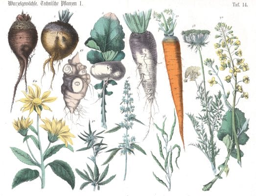 Various Vegtables and flowers Vintage Illustrations