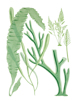 Various Vintage Green Seaweed plant Illustrations 1