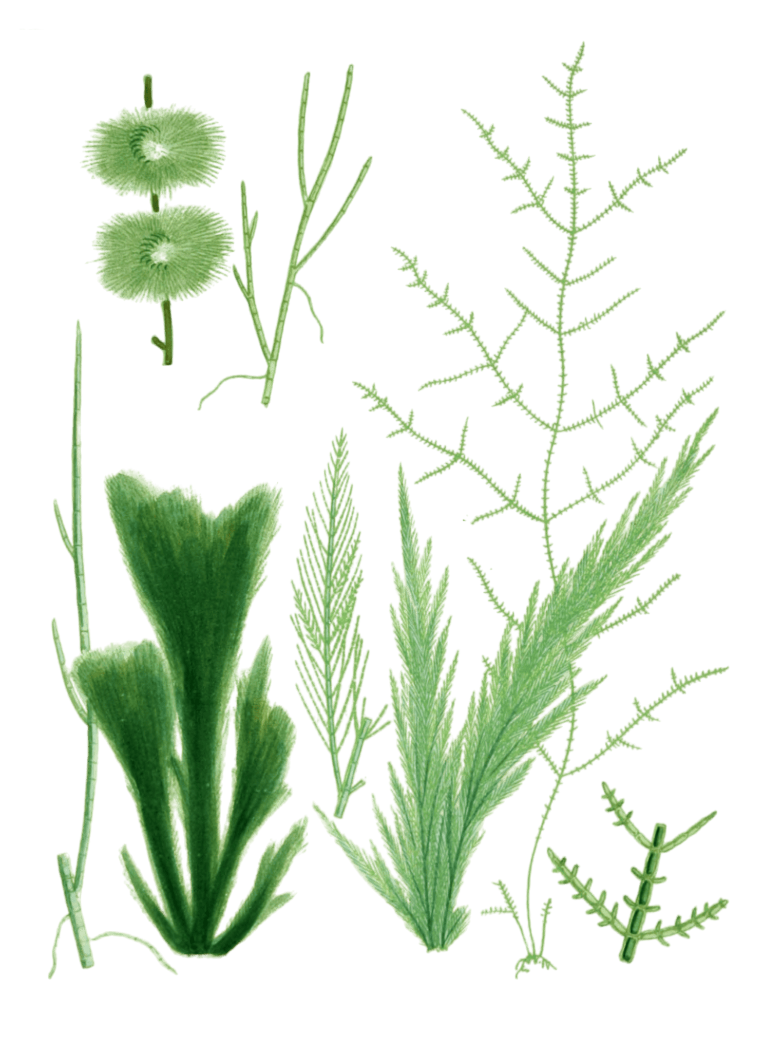 Various Green Seaweed illustration 3 - Free Vintage Illustrations