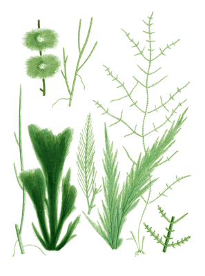 Various Vintage Green Seaweed plant Illustrations 2