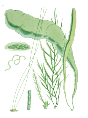 Various Vintage Green Seaweed plant Illustrations 3