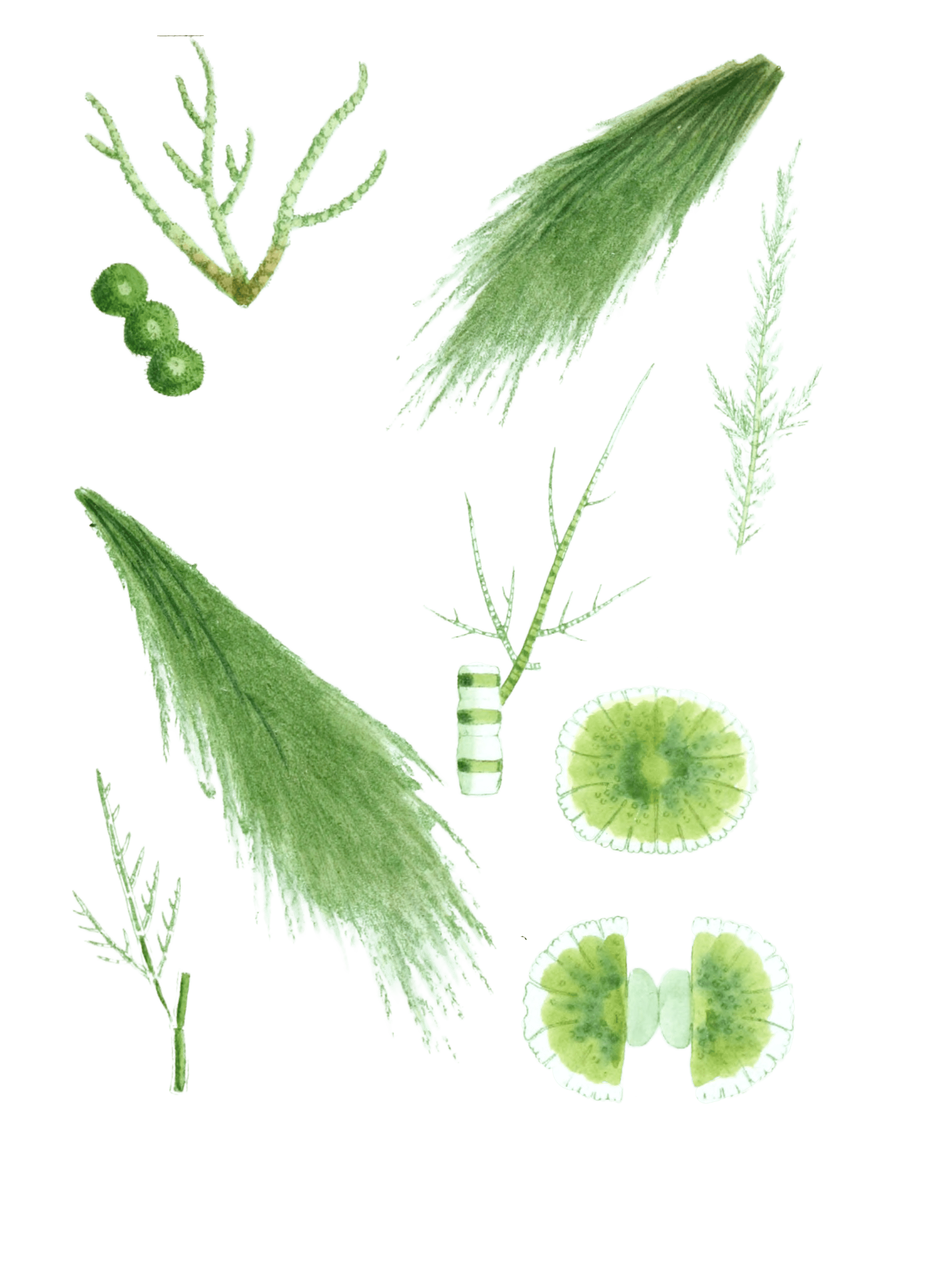 Various Vintage Green Seaweed plant Illustrations 4