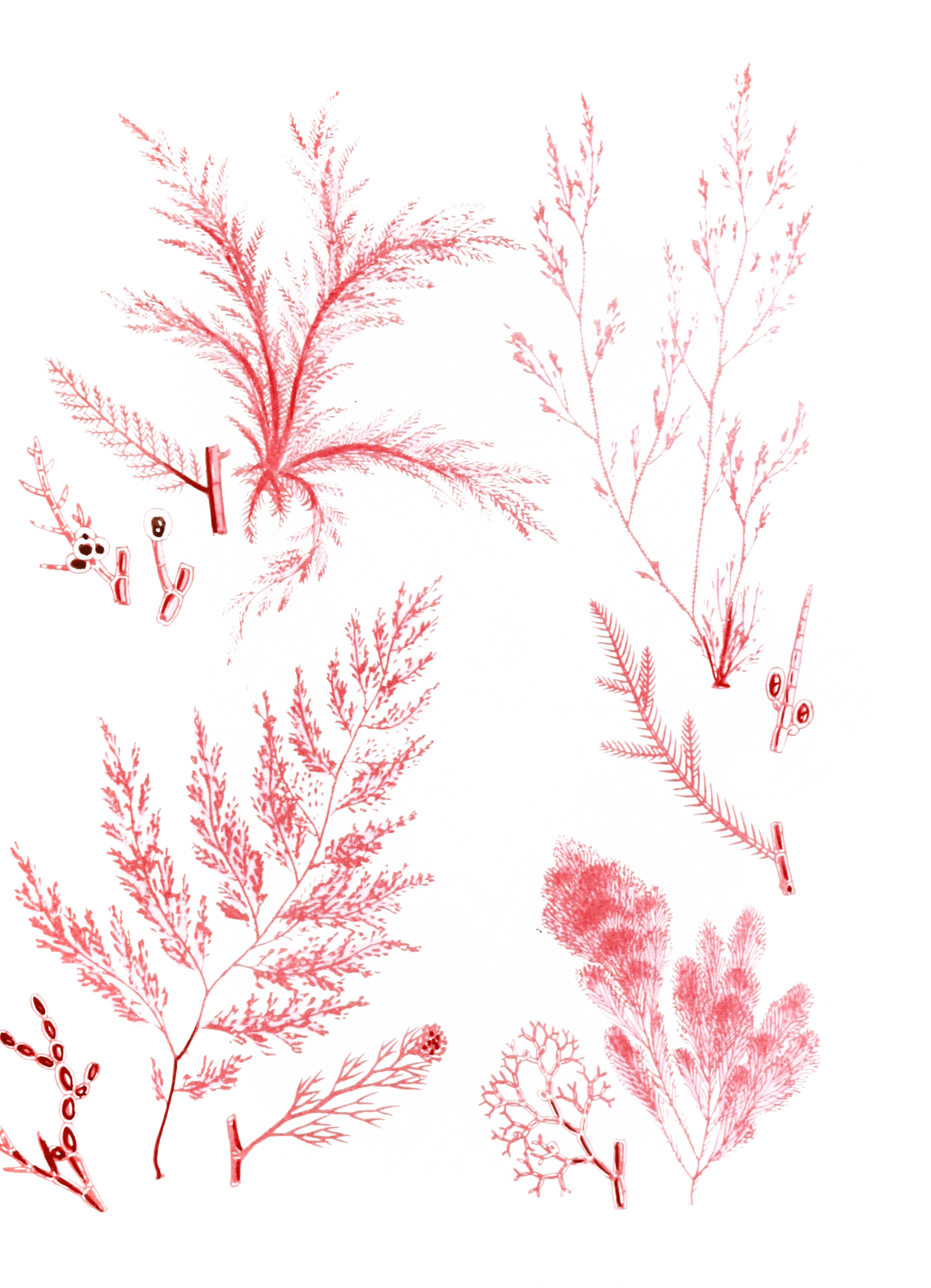Various Vintage Red Seaweed plant Illustrations 1