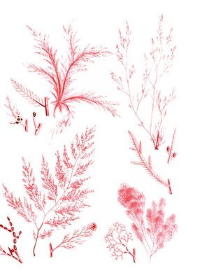 Various Vintage Red Seaweed plant Illustrations 1
